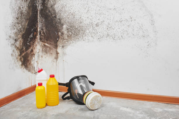 Best Residential Mold Removal  in Meridianville, AL