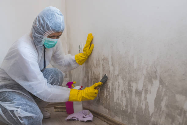 Best Mold Testing  in Meridianville, AL