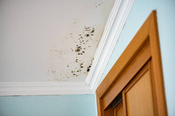 Best Mold Remediation  in Meridianville, AL