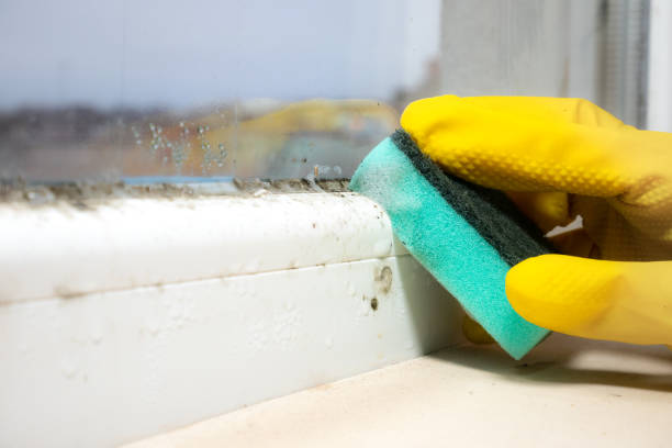 Attic Mold Removal in Meridianville, AL