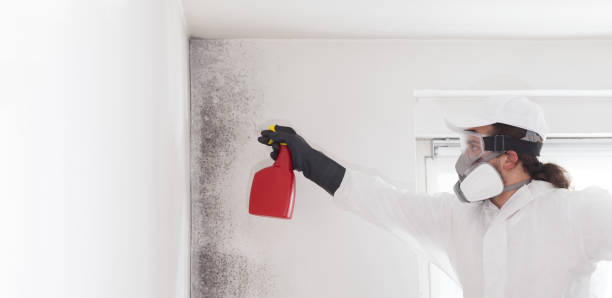Best Emergency Mold Removal  in Meridianville, AL