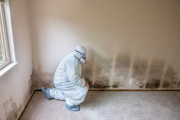 Best Professional Mold Removal  in Meridianville, AL