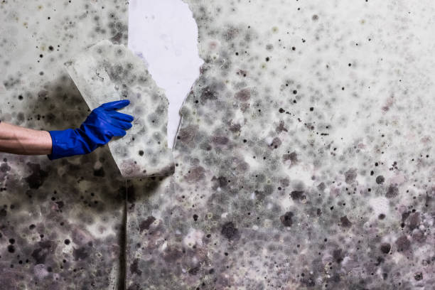 Best Black Mold Removal  in Meridianville, AL