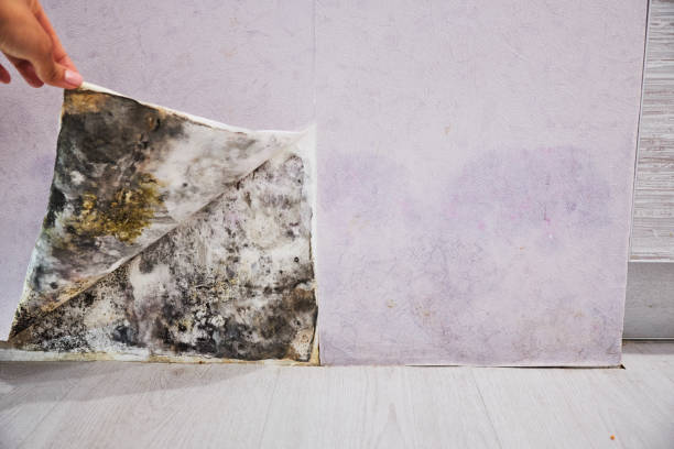Best Mold Removal Company Near Me  in Meridianville, AL